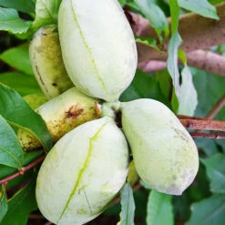 Asiminier Triloba -Plantes Soldes Boutique wil 106395 7