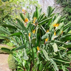 Oiseau Du Paradis Strelitzia -Plantes Soldes Boutique wil 106879 5 1702998096031