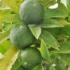 Citronnier Limettier
