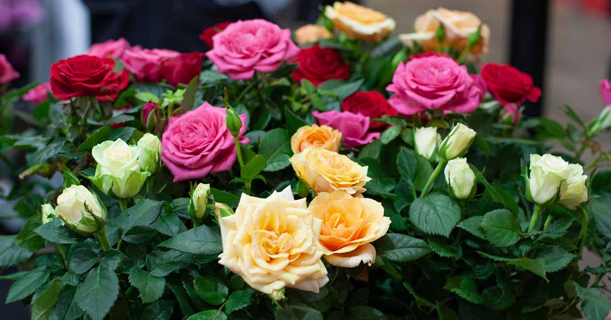 Devant -Plantes Soldes Boutique How to Buy Roses FB