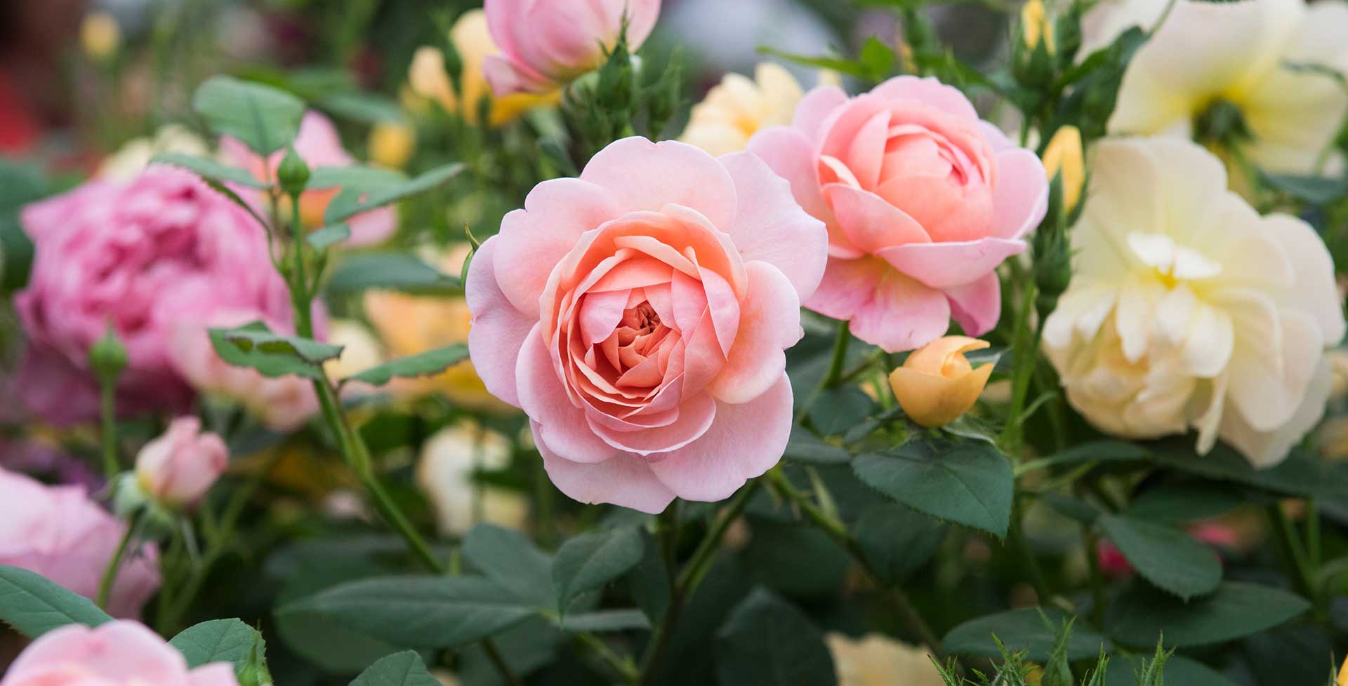 Devant -Plantes Soldes Boutique rosa desktop hero 1920x978 1